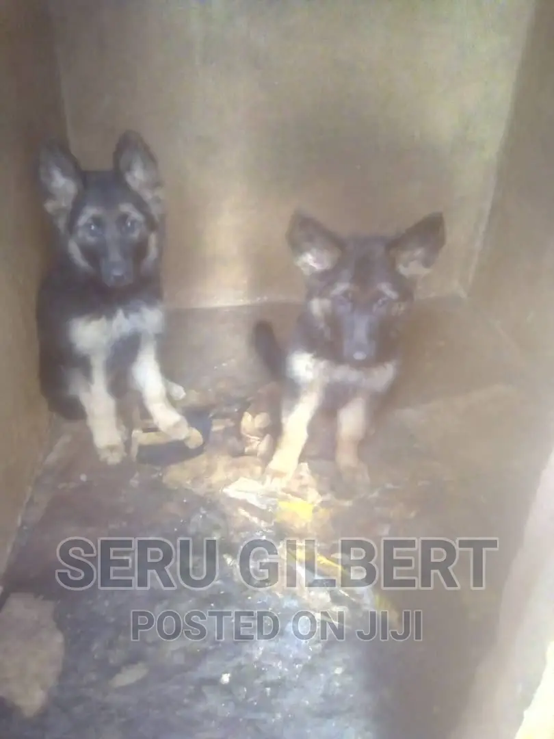 0-1 month Male Purebred German Shepherd