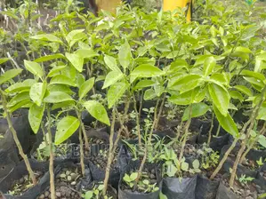 South African Pixie Orange Seedlings for Sale