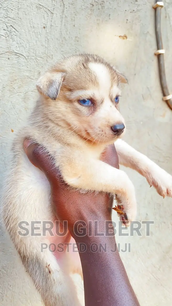 0-1 month Male Purebred Siberian Husky