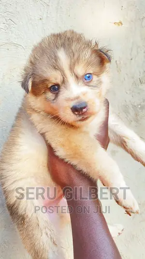 0-1 month Male Purebred Siberian Husky