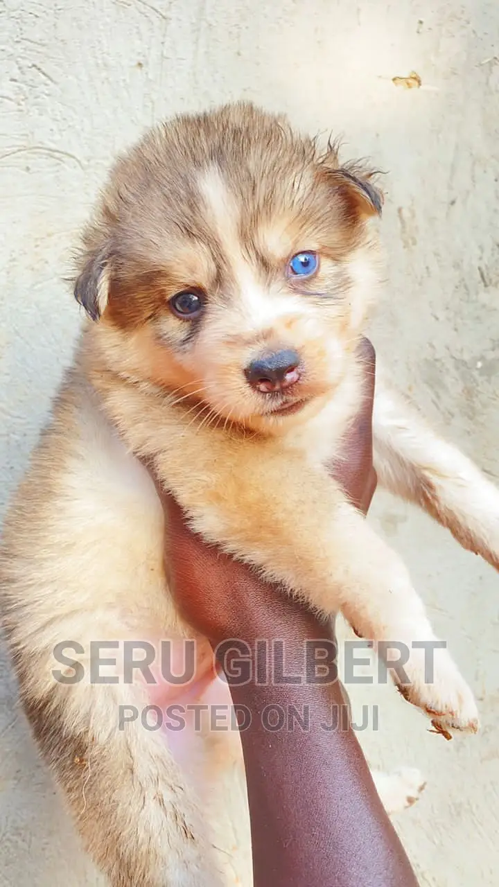 0-1 month Male Purebred Siberian Husky