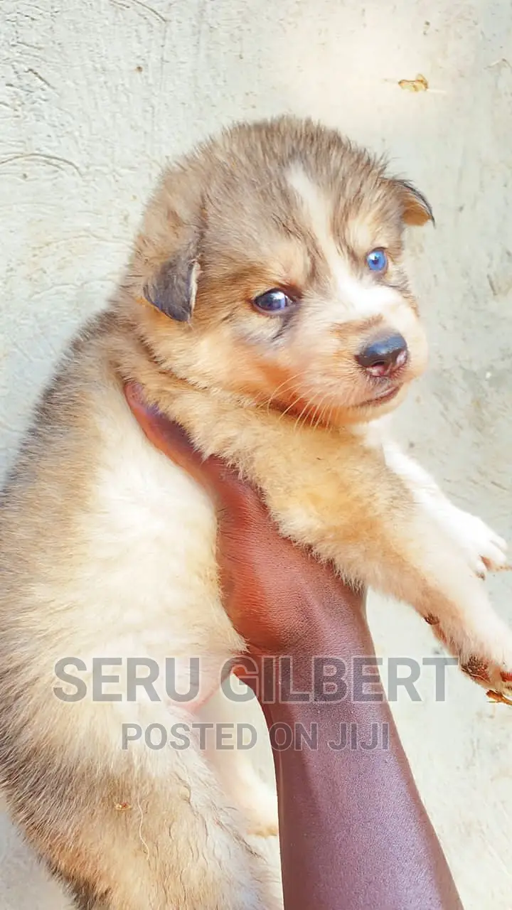 0-1 month Male Purebred Siberian Husky