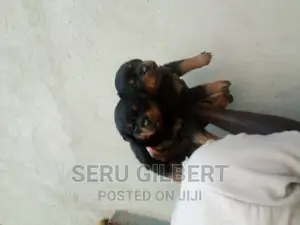 1-3 months Male Purebred Rottweiler