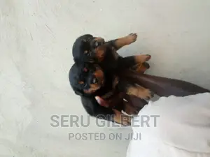 0-1 month Male Purebred Rottweiler