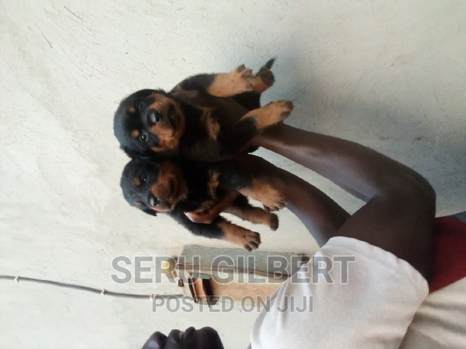 1-3 months Male Purebred Rottweiler