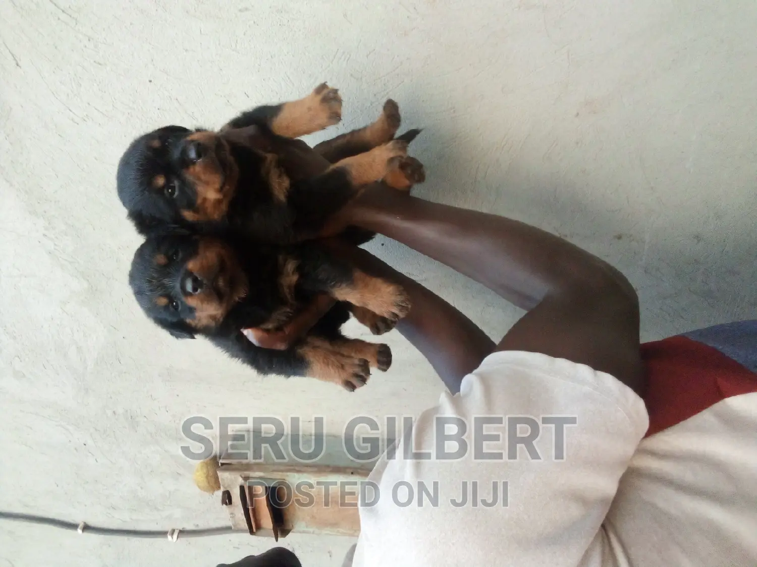 0-1 month Male Purebred Rottweiler