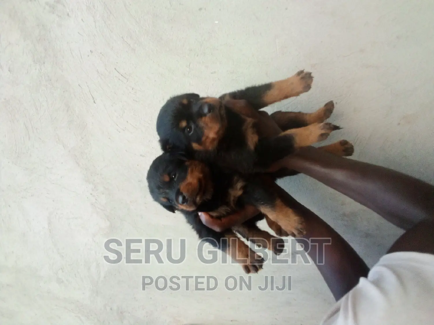 1-3 months Male Purebred Rottweiler