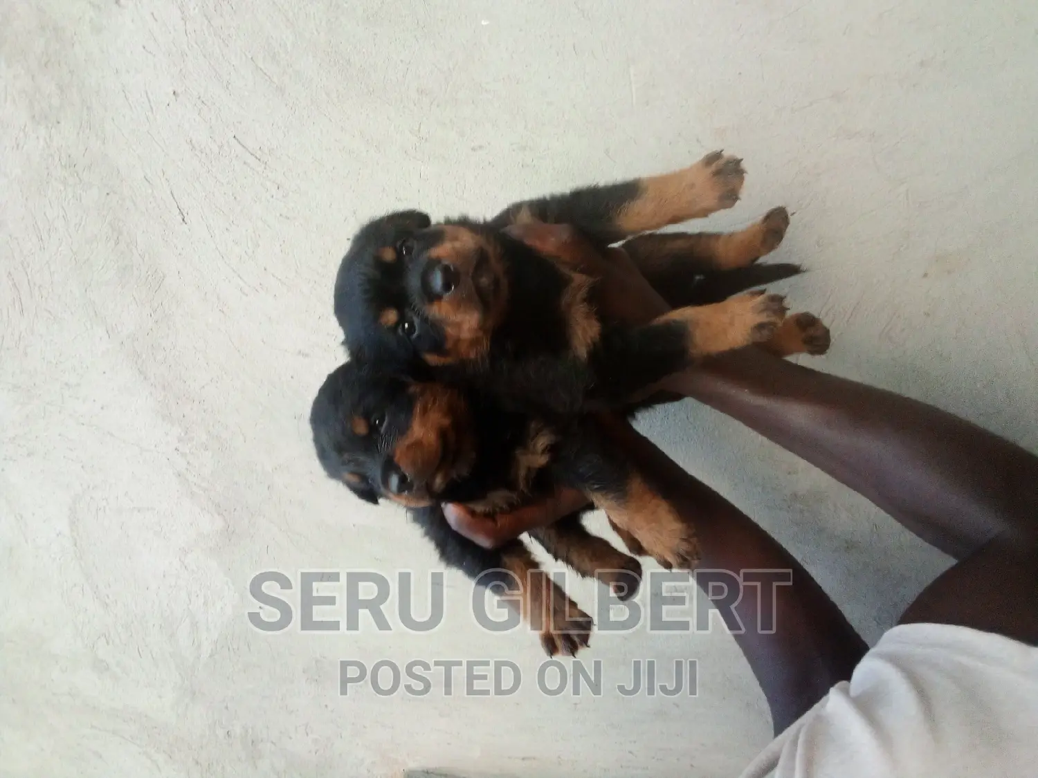 1-3 months Male Purebred Rottweiler