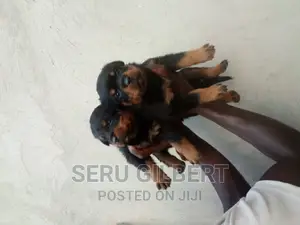 1-3 months Male Purebred Rottweiler