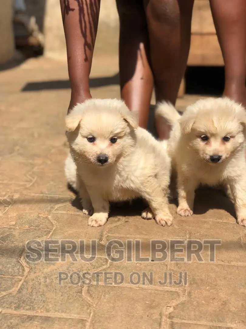 0-1 month Male Purebred Japanese Spitz