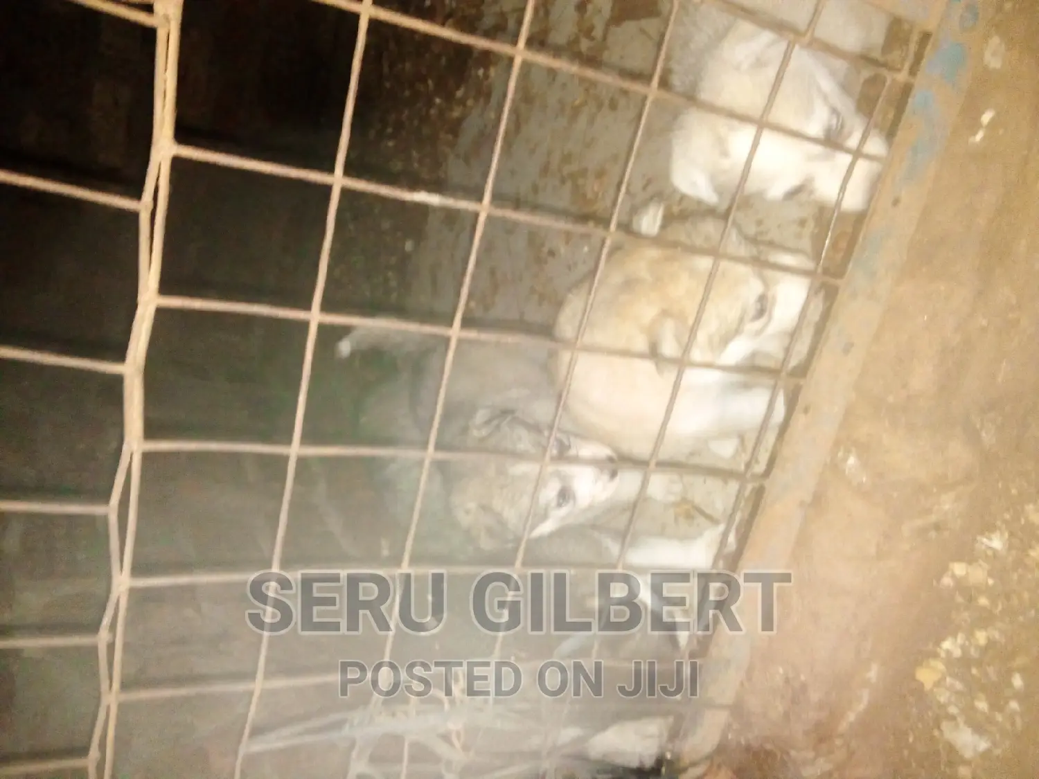 1-3 months Male Purebred Siberian Husky