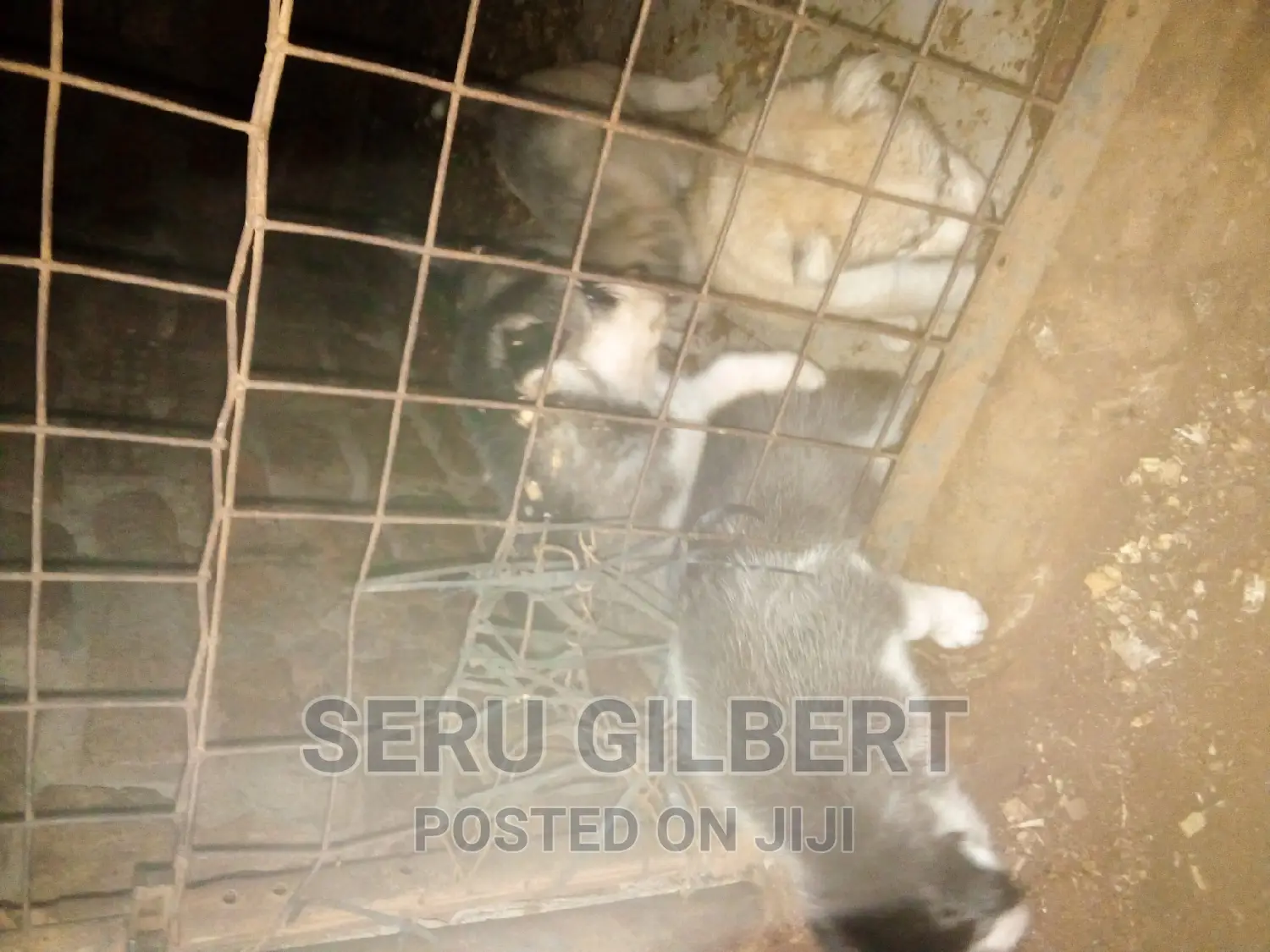 1-3 months Male Purebred Siberian Husky