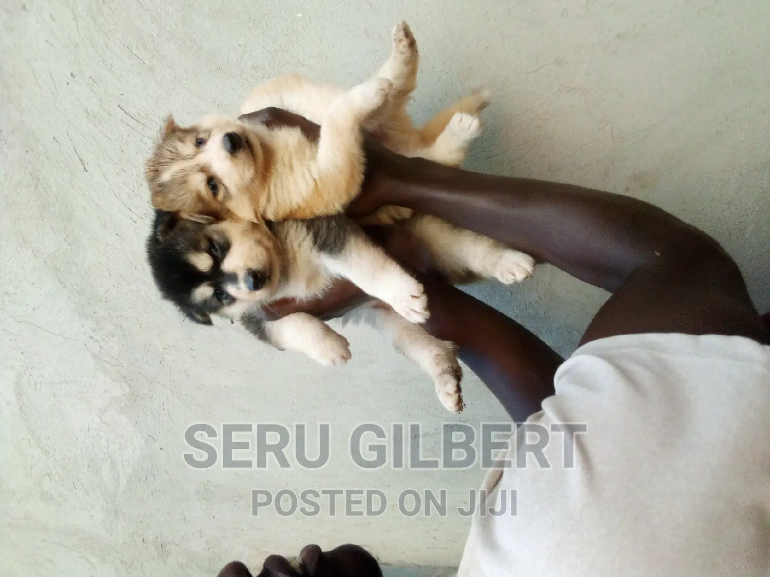0-1 month Male Purebred Siberian Husky