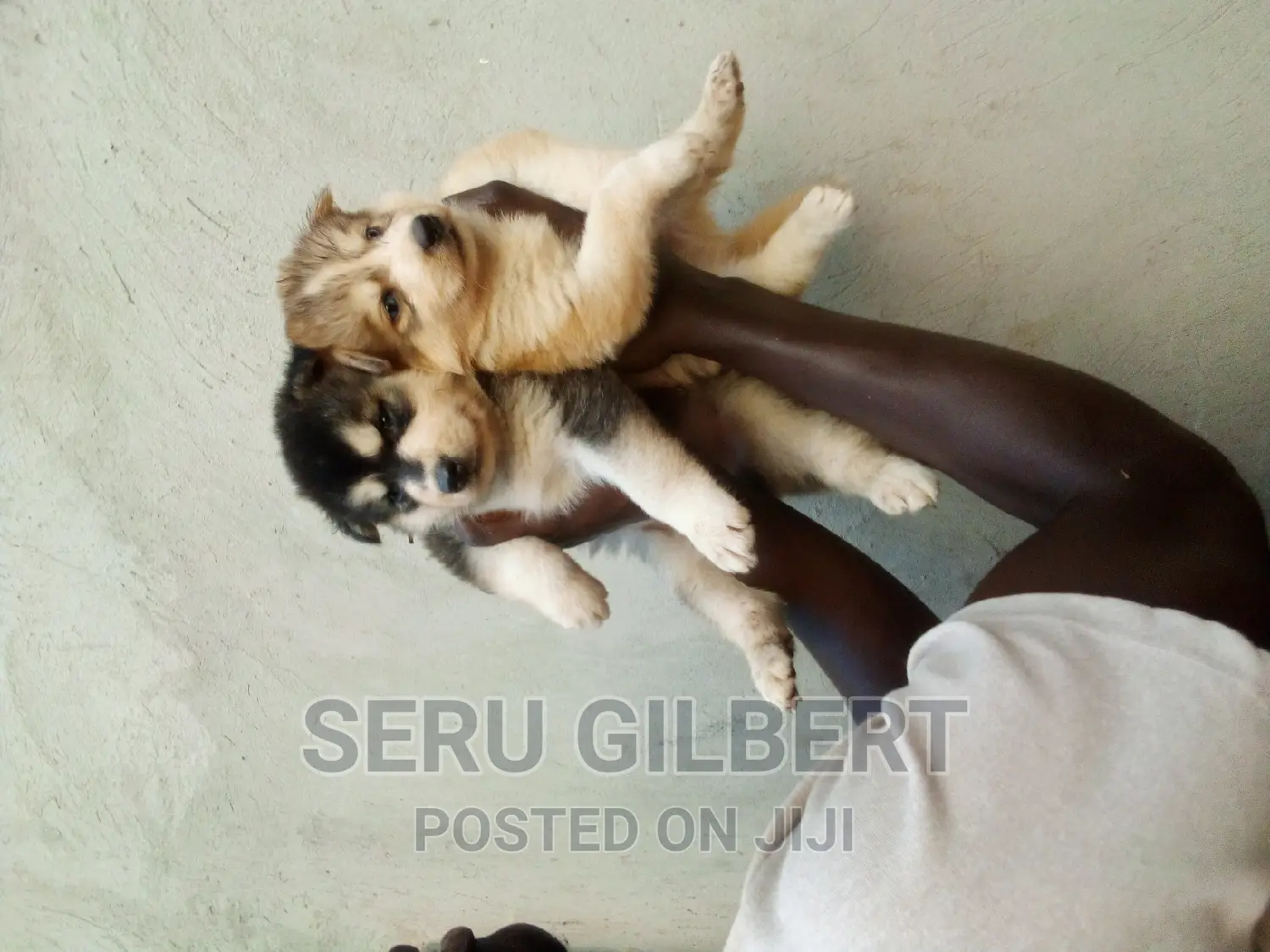 3-6 months Male Purebred Siberian Husky