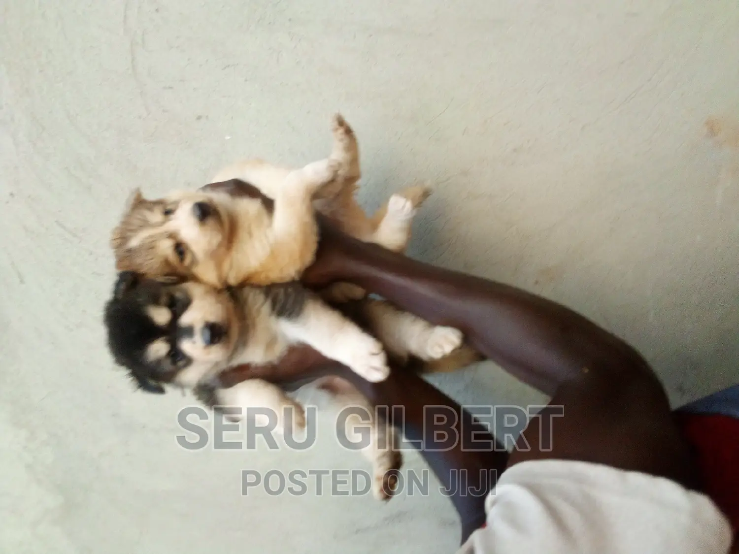 1-3 months Male Purebred Siberian Husky