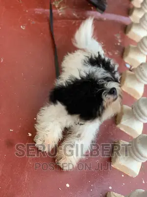 Photo - 0-1 month Male Purebred Maltese