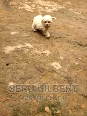 0-1 month Male Purebred Maltese