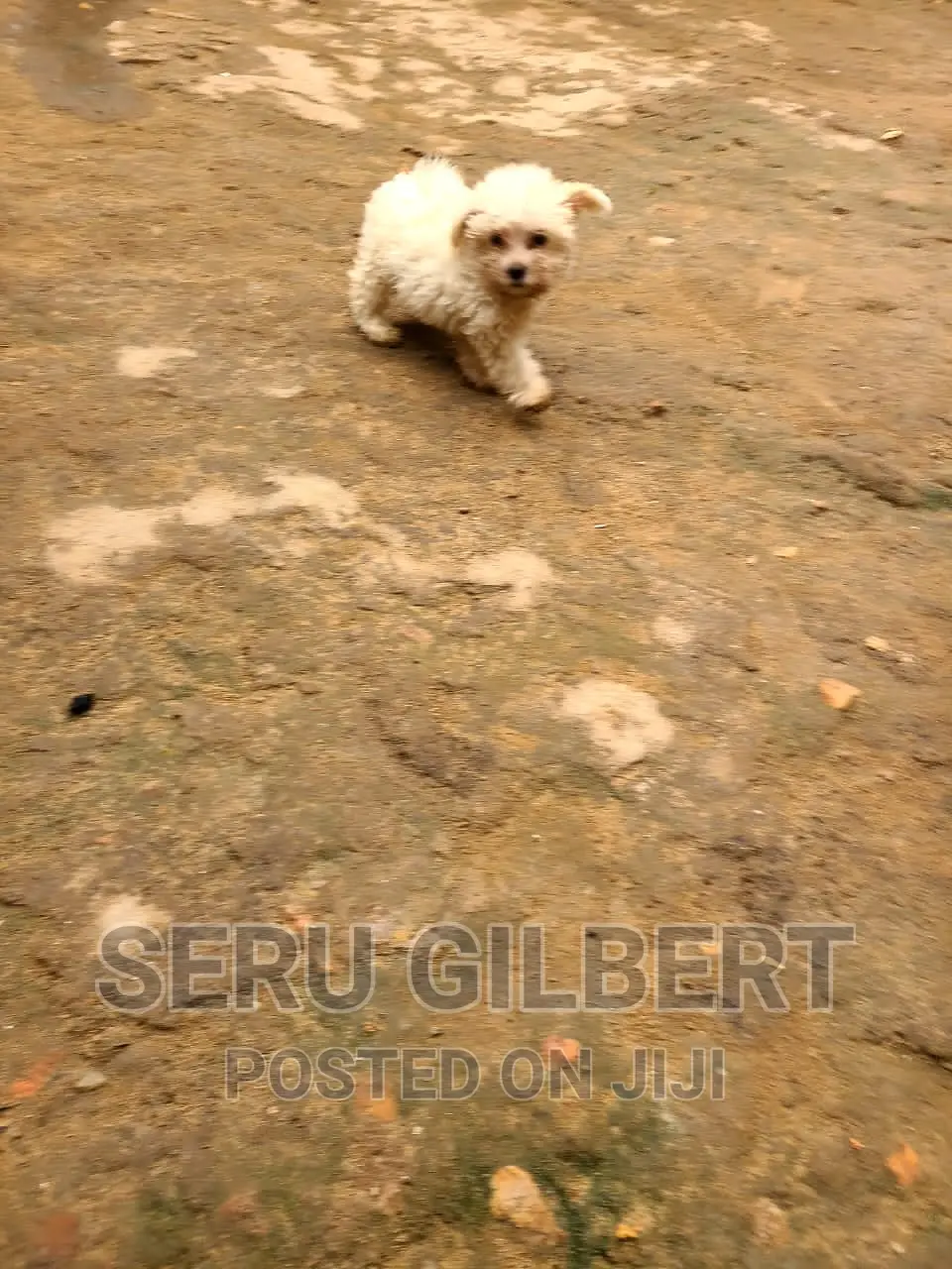 0-1 month Male Purebred Maltese