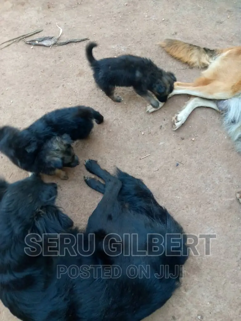 1-3 months Male Purebred German Shepherd