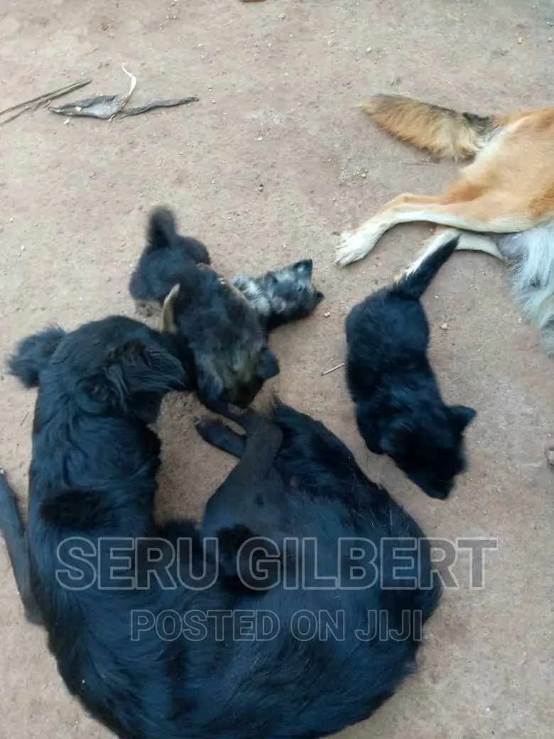 0-1 month Male Purebred German Shepherd