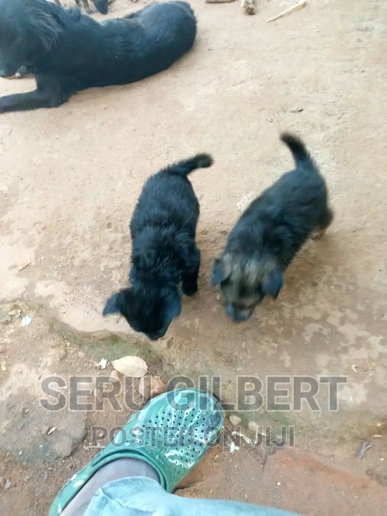 0-1 month Male Purebred German Shepherd