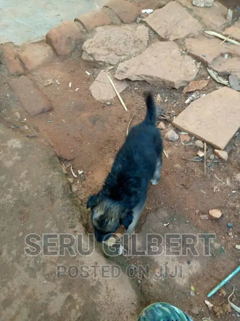 0-1 month Male Purebred German Shepherd