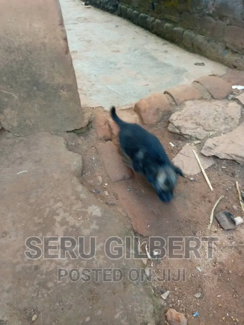 3-6 months Female Purebred German Shepherd