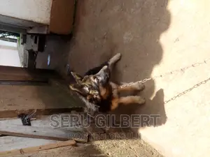 1-3 months Female Purebred German Shepherd