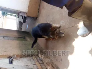 1-3 months Male Purebred German Shepherd