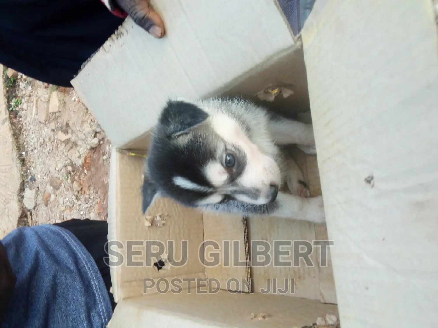 0-1 month Male Purebred Siberian Husky
