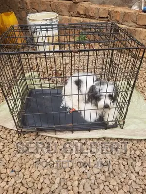 1-3 months Male Purebred Maltese