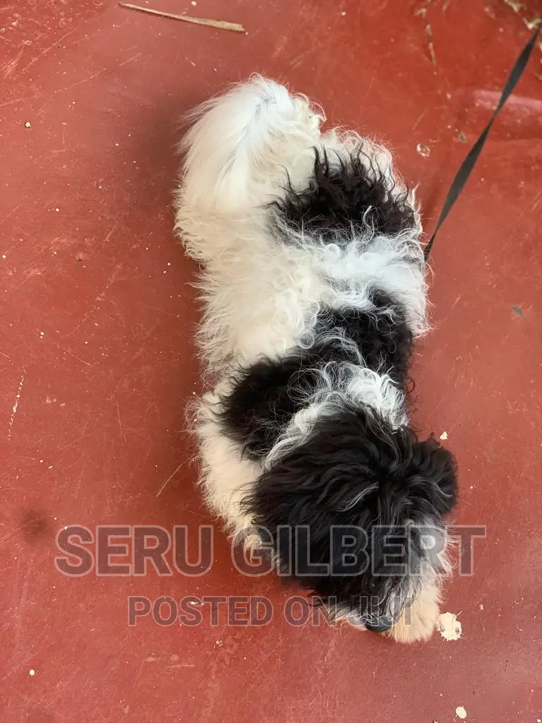 0-1 month Male Purebred Maltese