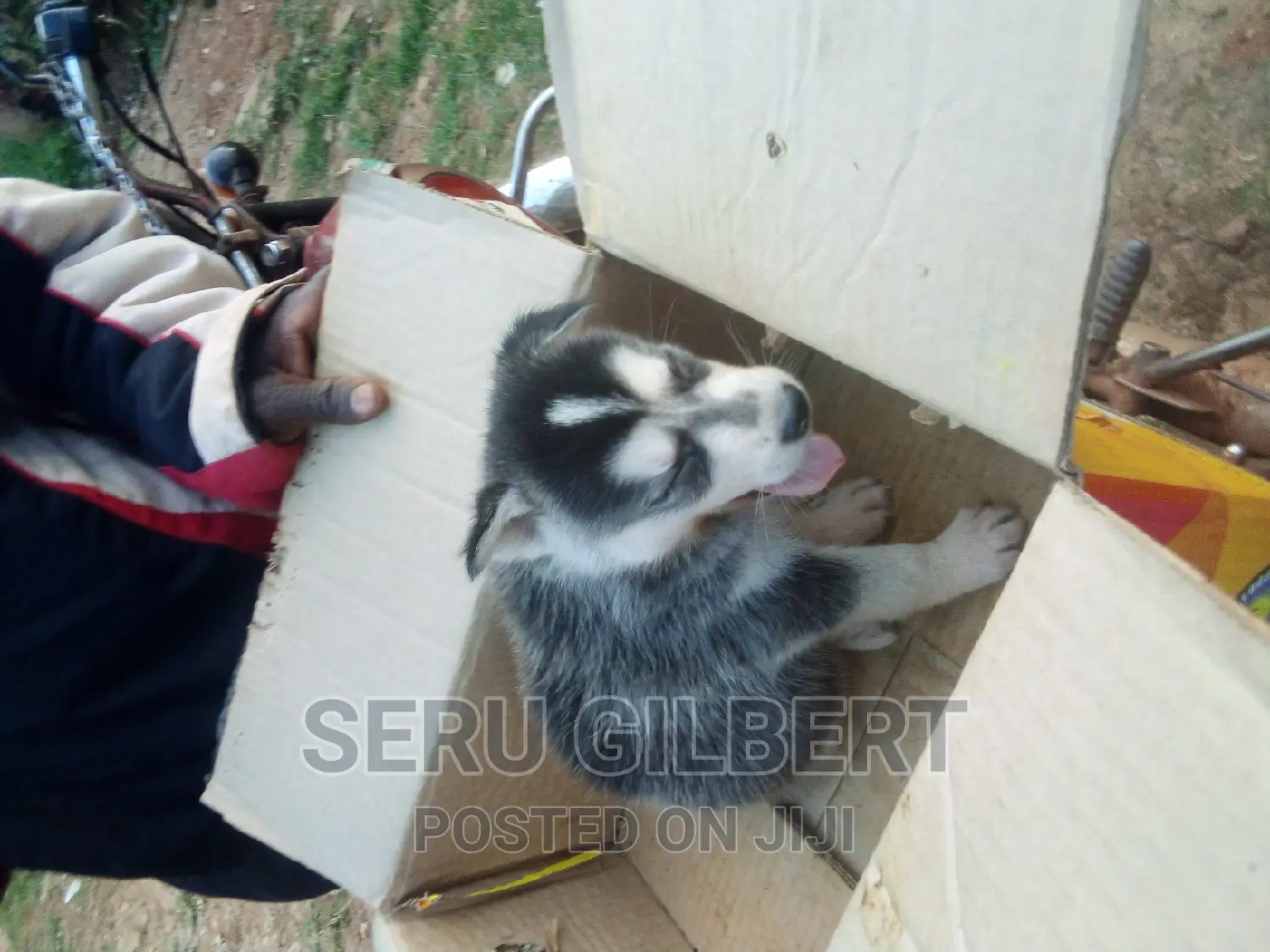 3-6 months Male Purebred Siberian Husky