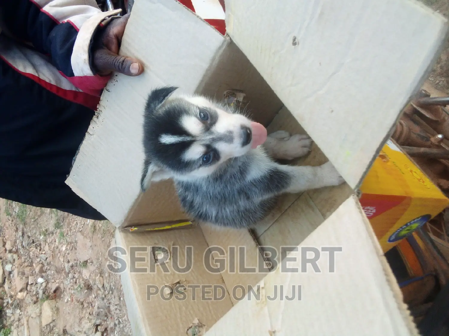 1-3 months Male Purebred Siberian Husky