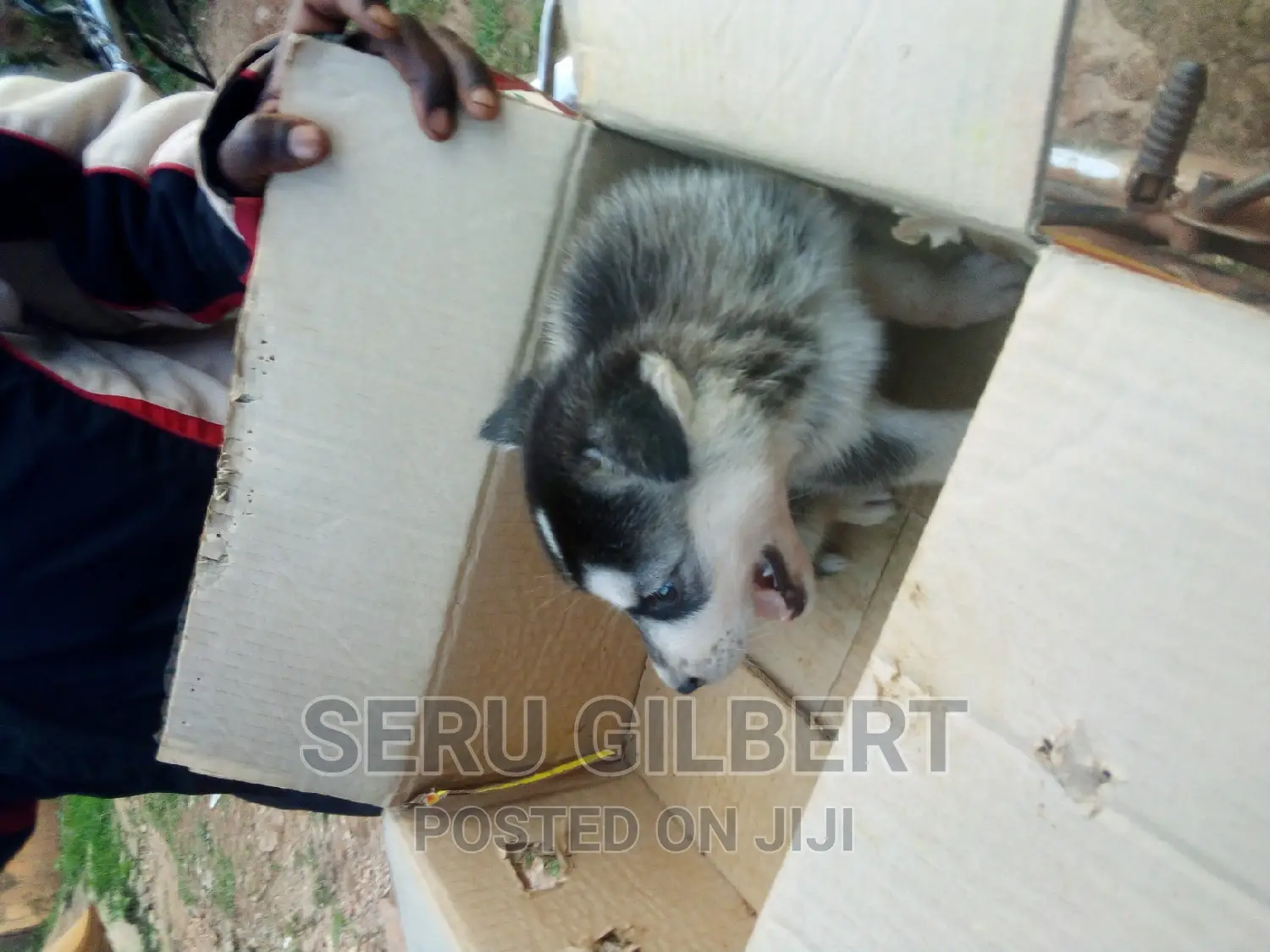 0-1 month Male Purebred Siberian Husky