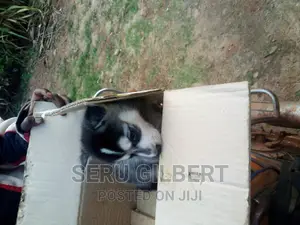 0-1 month Male Mixed Breed Siberian Husky