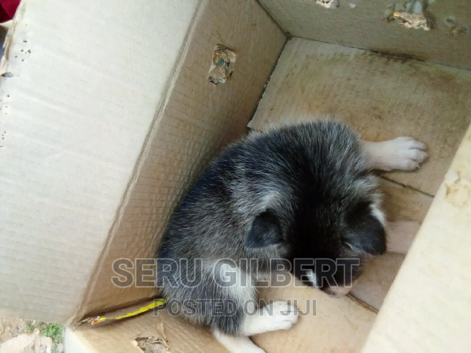 0-1 month Male Purebred Siberian Husky