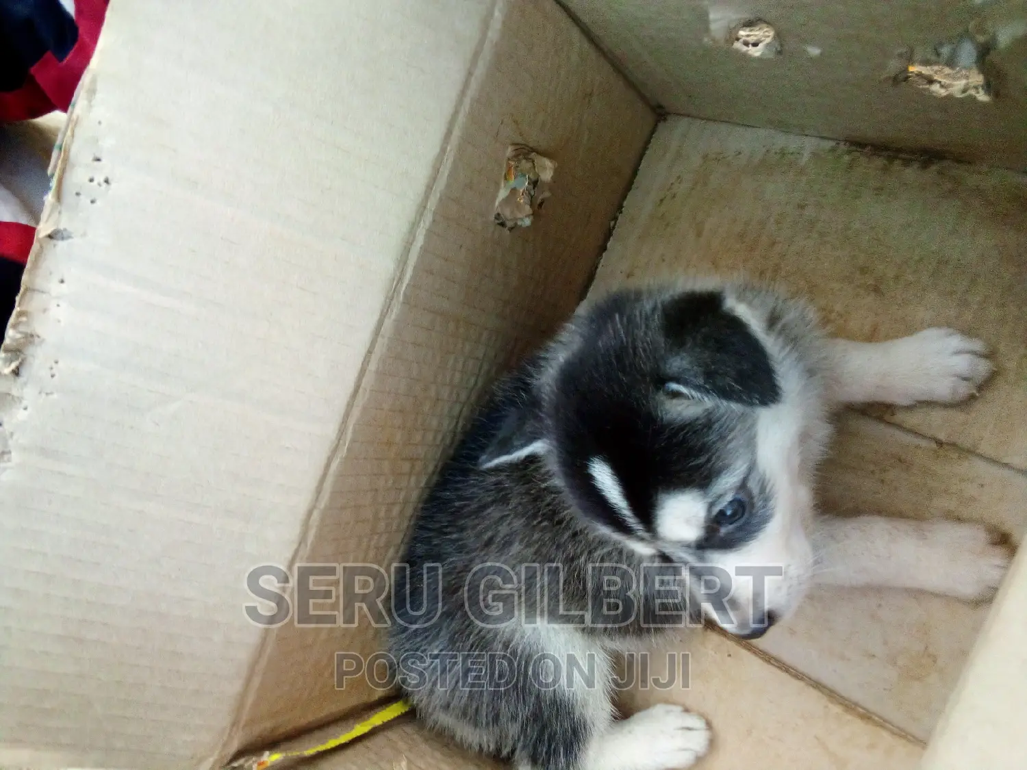 0-1 month Male Purebred Siberian Husky