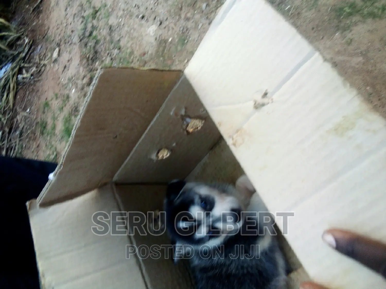 0-1 month Male Purebred Siberian Husky