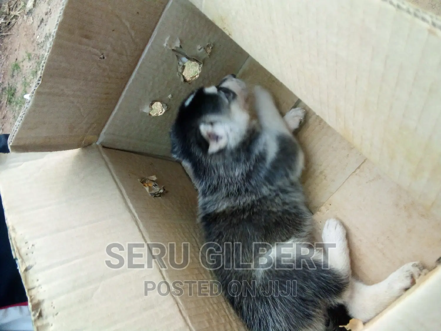 0-1 month Male Purebred Siberian Husky