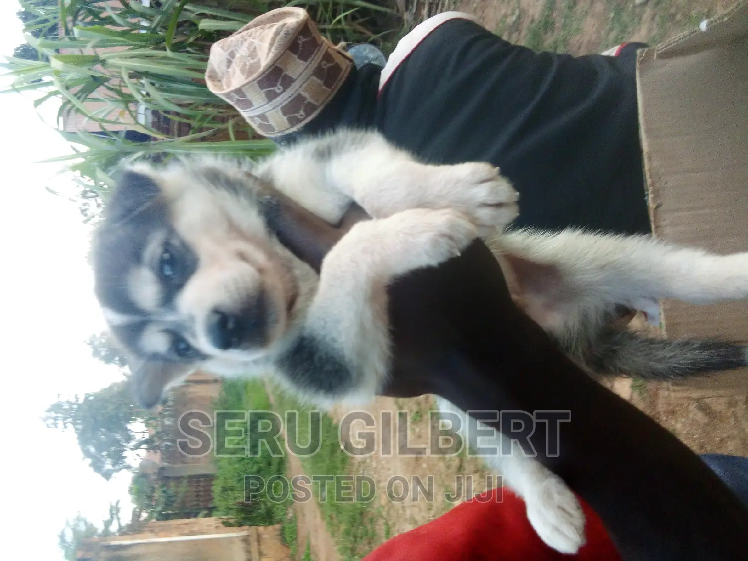 1-3 months Male Purebred Siberian Husky