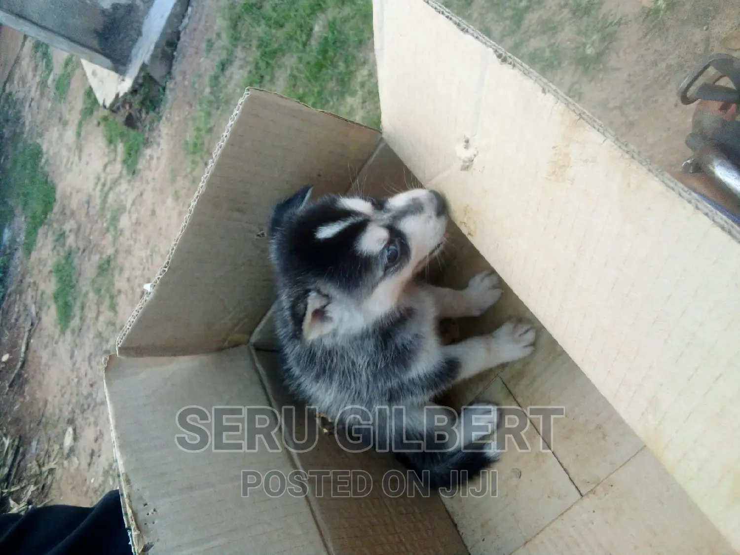 1-3 months Male Purebred Siberian Husky