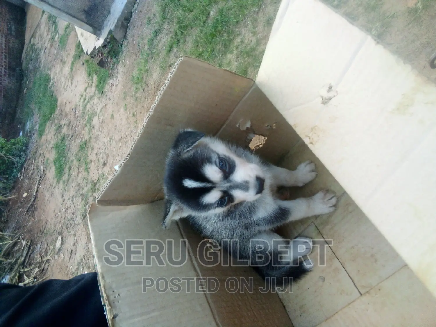0-1 month Male Purebred Siberian Husky