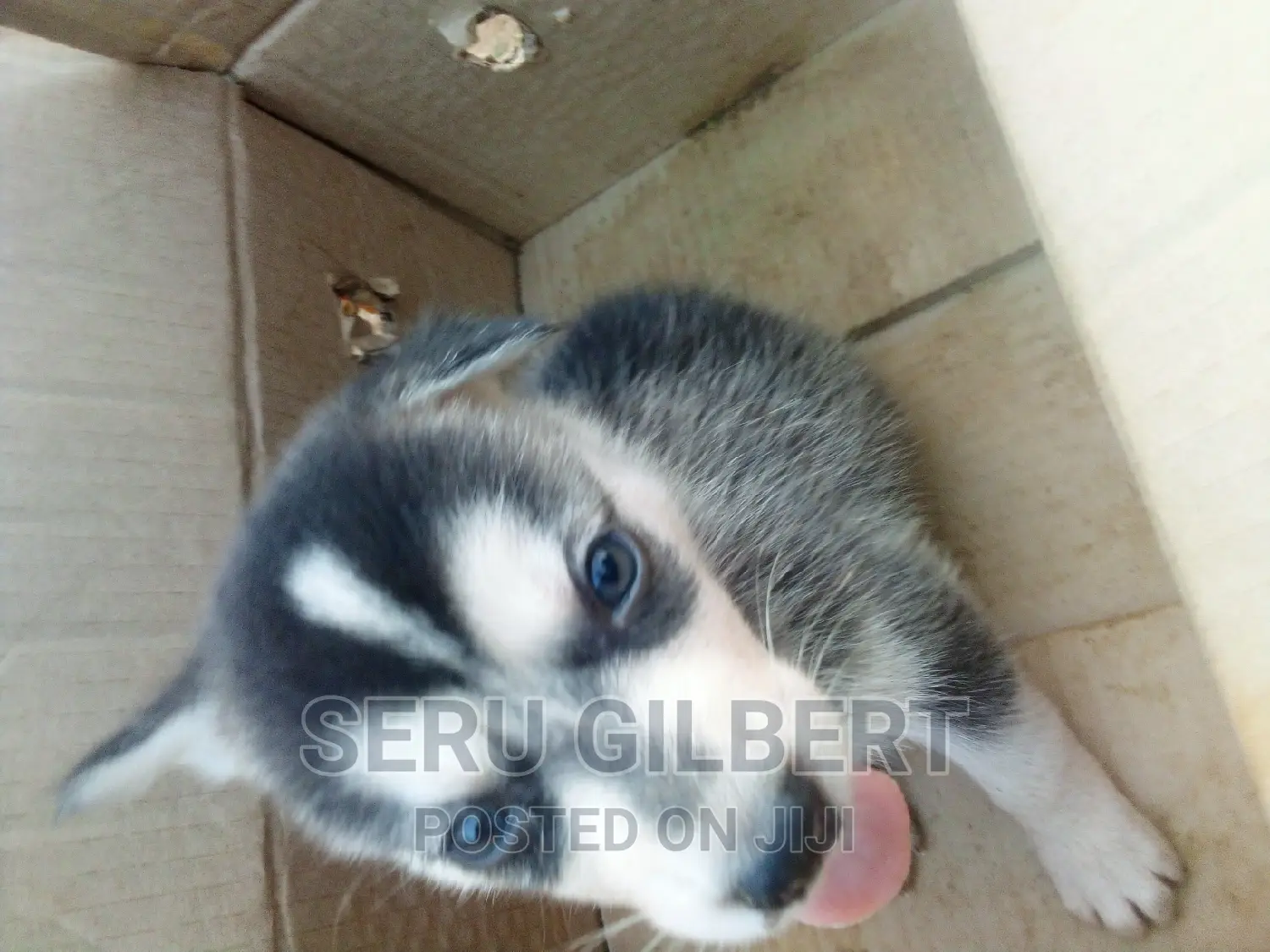 3-6 months Male Purebred Siberian Husky