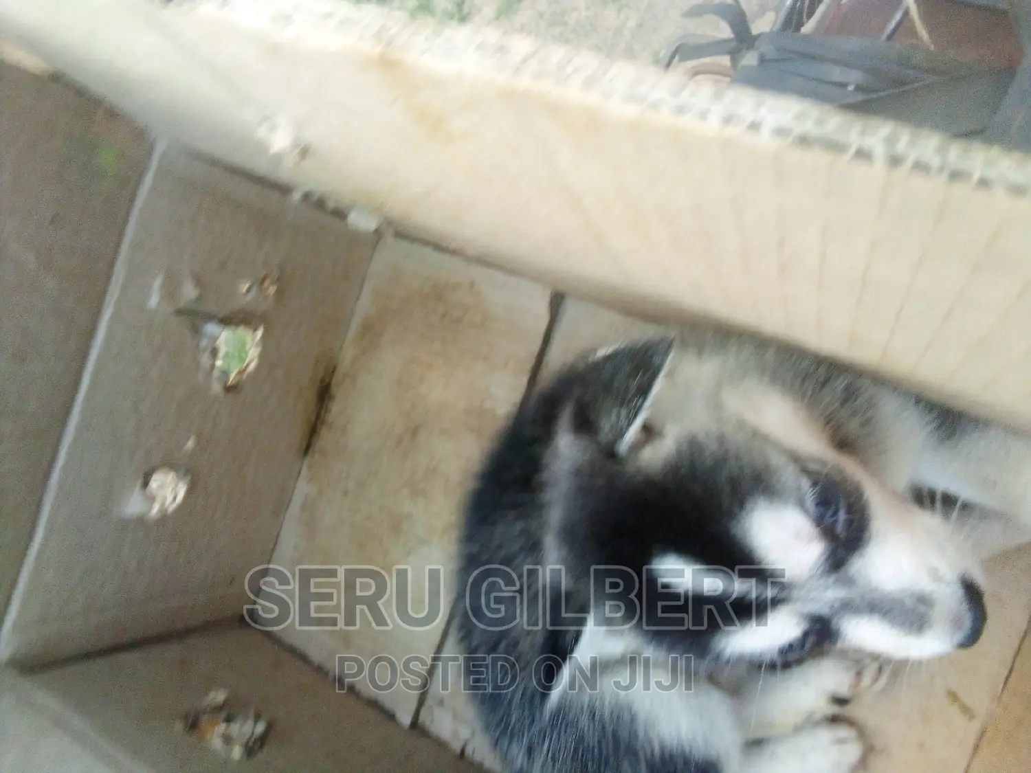 3-6 months Male Purebred Siberian Husky