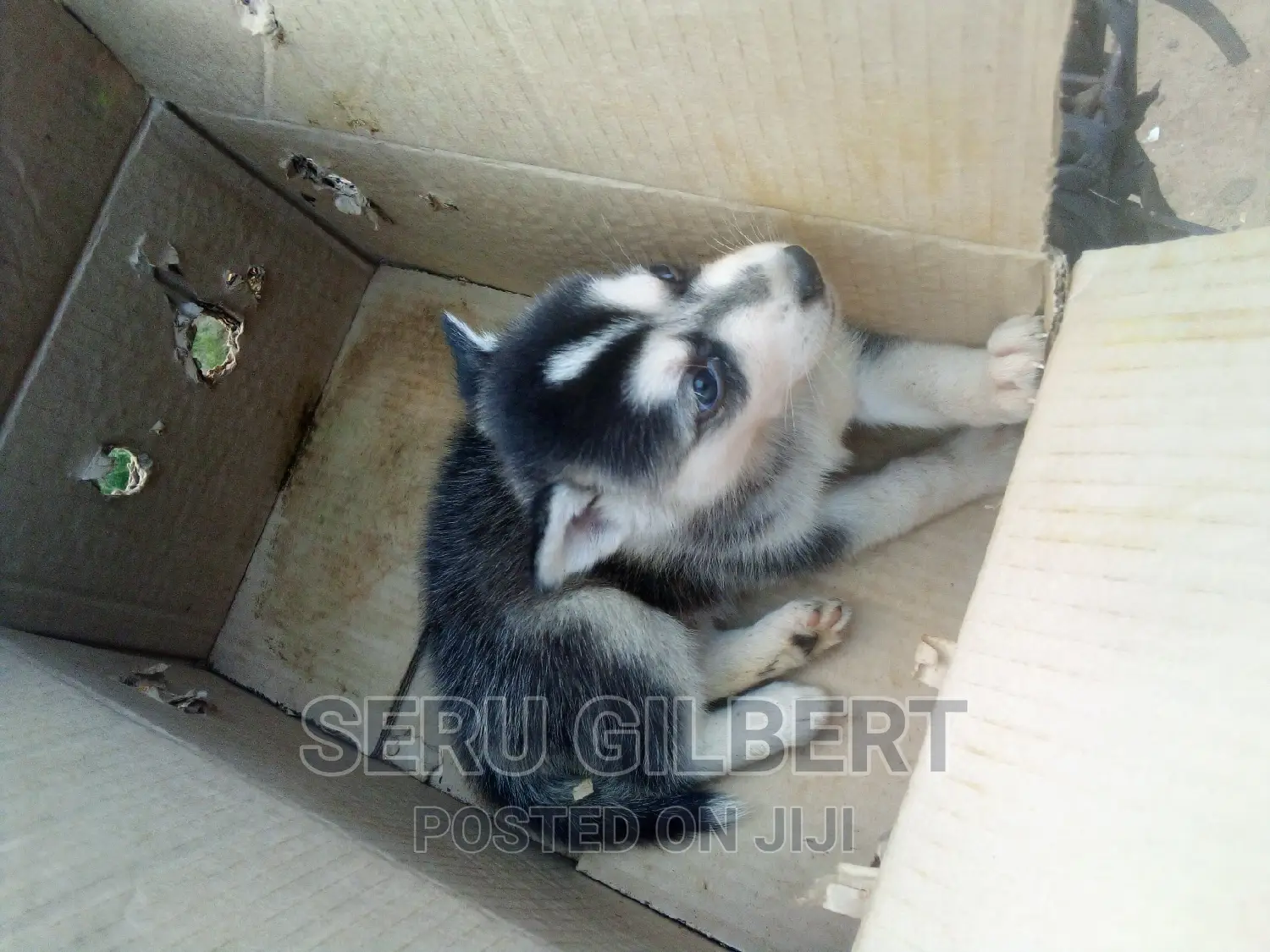 0-1 month Male Purebred Siberian Husky