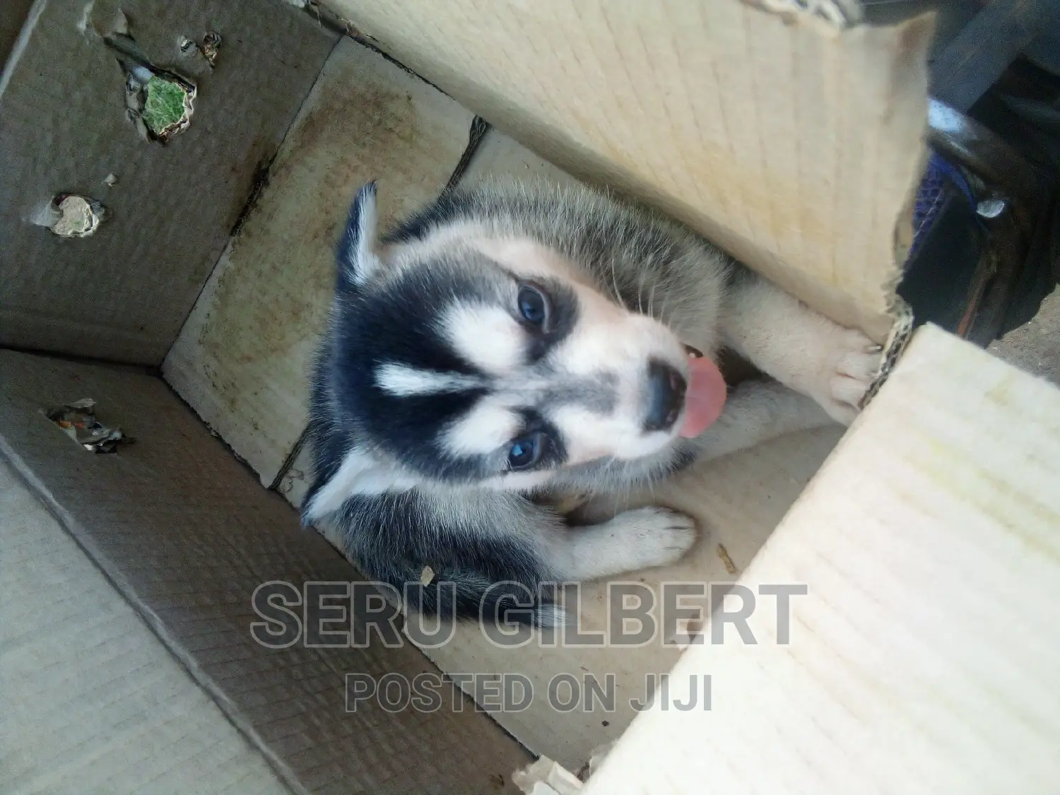1-3 months Male Purebred Siberian Husky