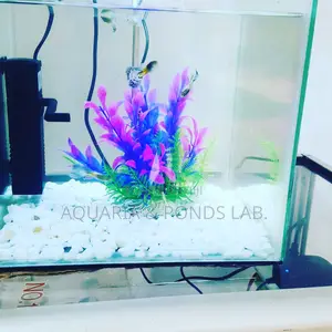 Cheap Desktop Aquarium