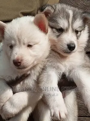 1-3 months Male Purebred Siberian Husky