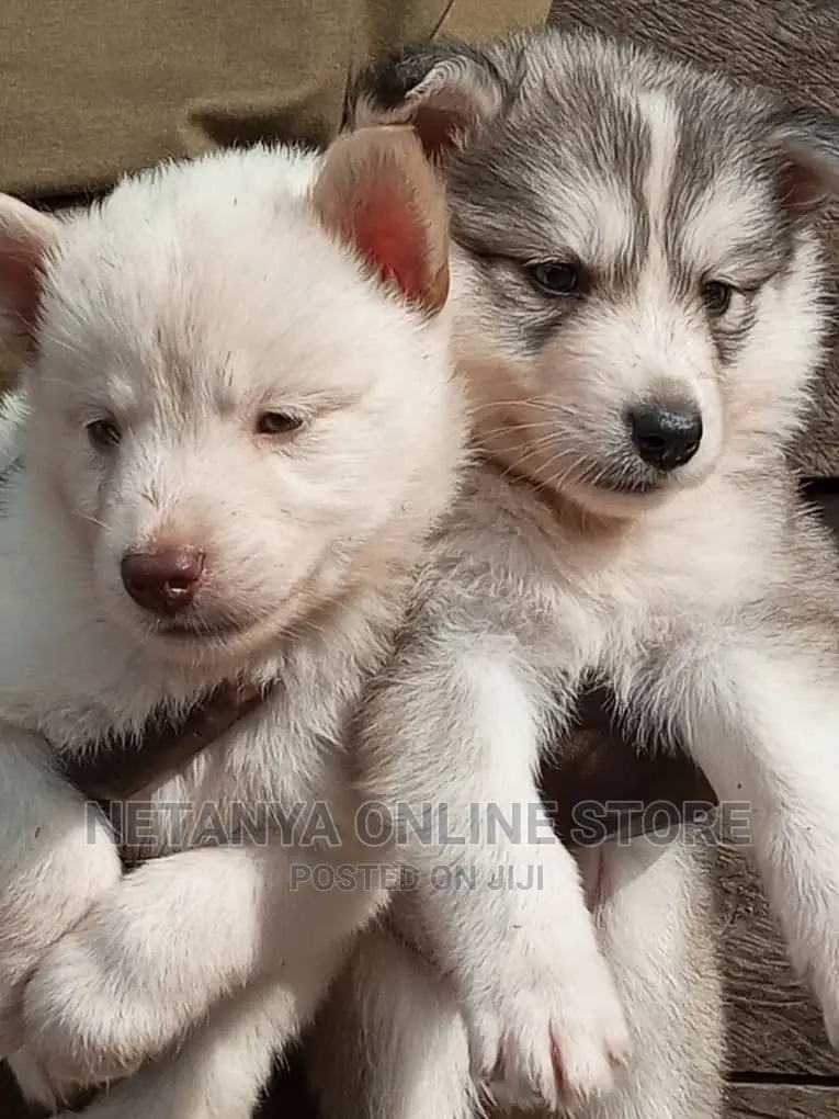 1-3 months Male Purebred Siberian Husky